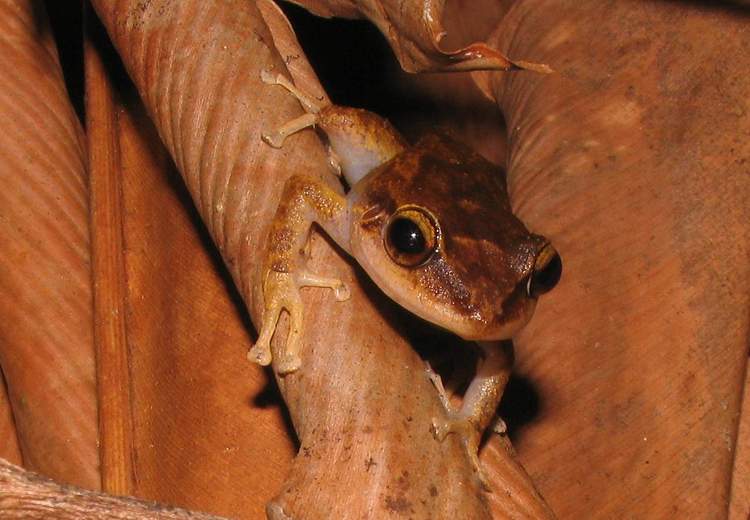 Amphibians